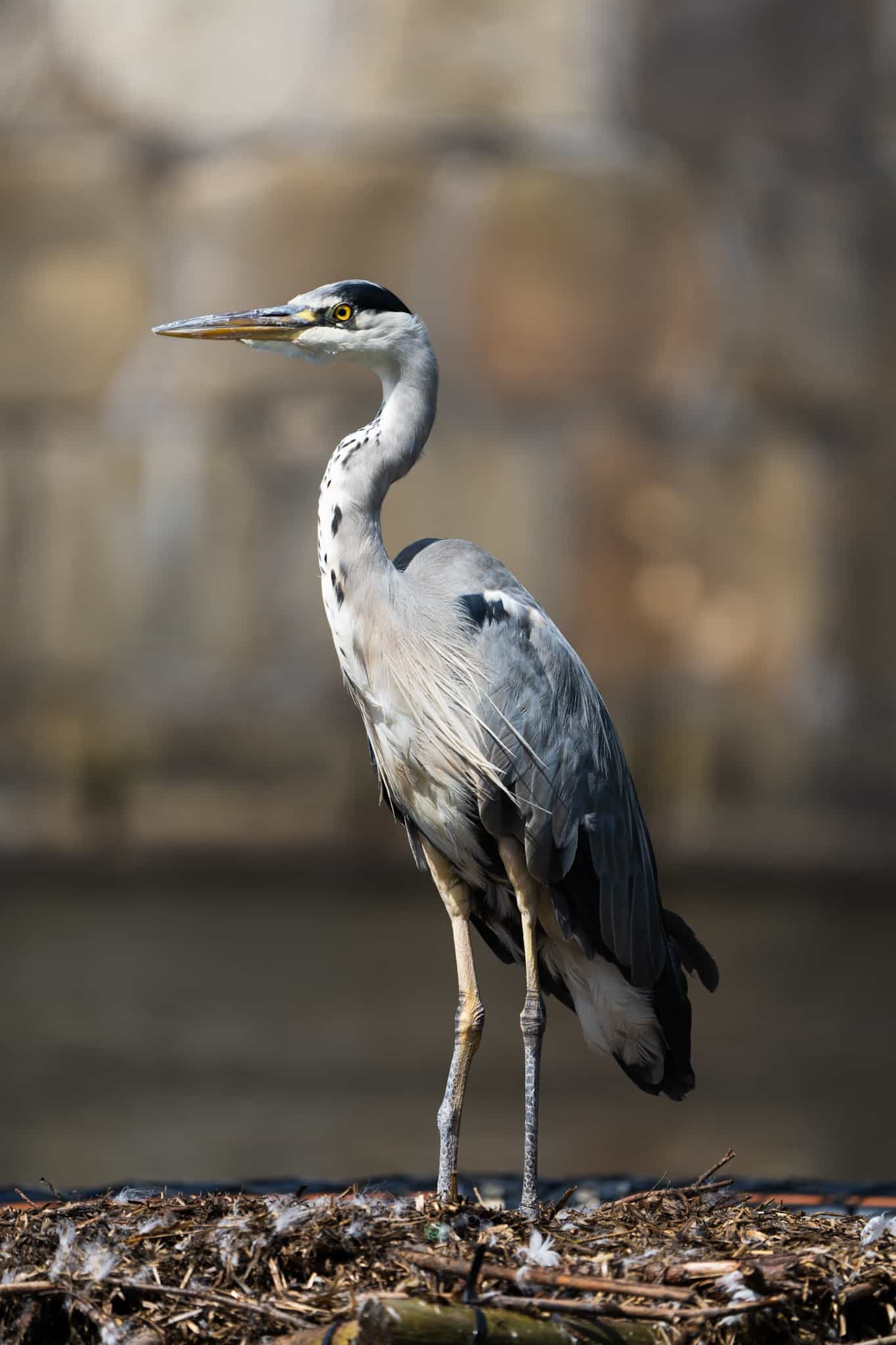 Grey heron