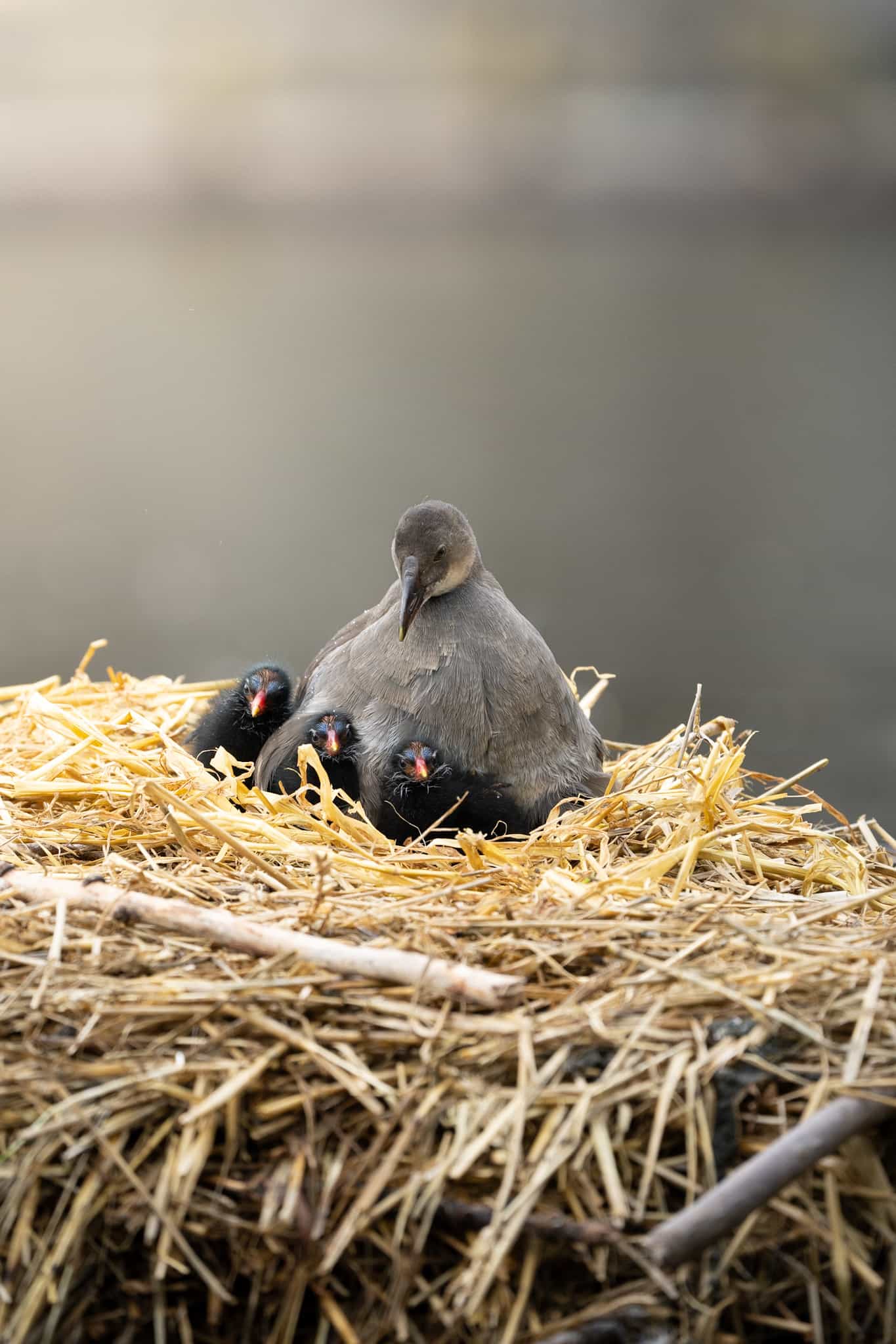 Juvenile and chicks