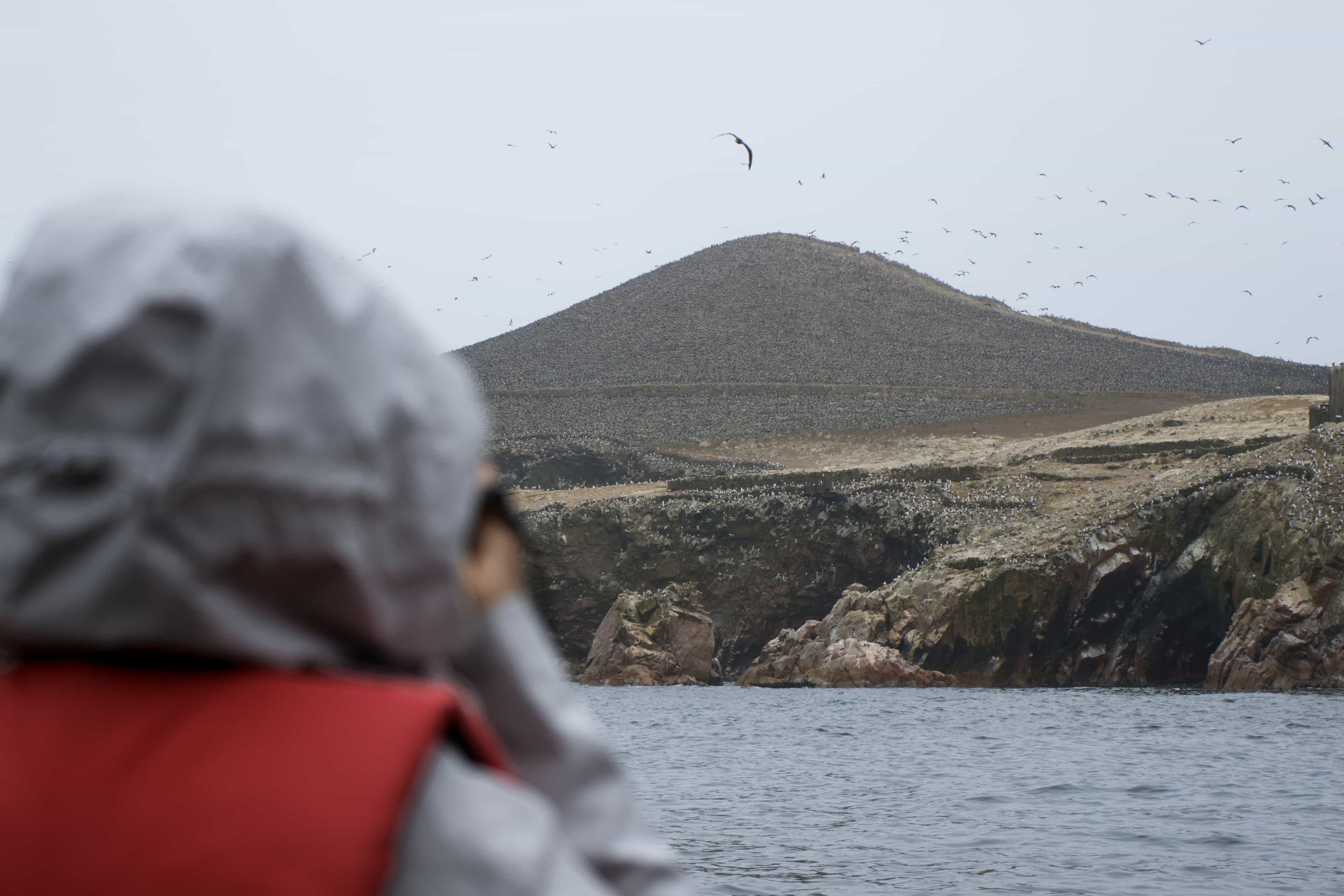 hill with seabirds