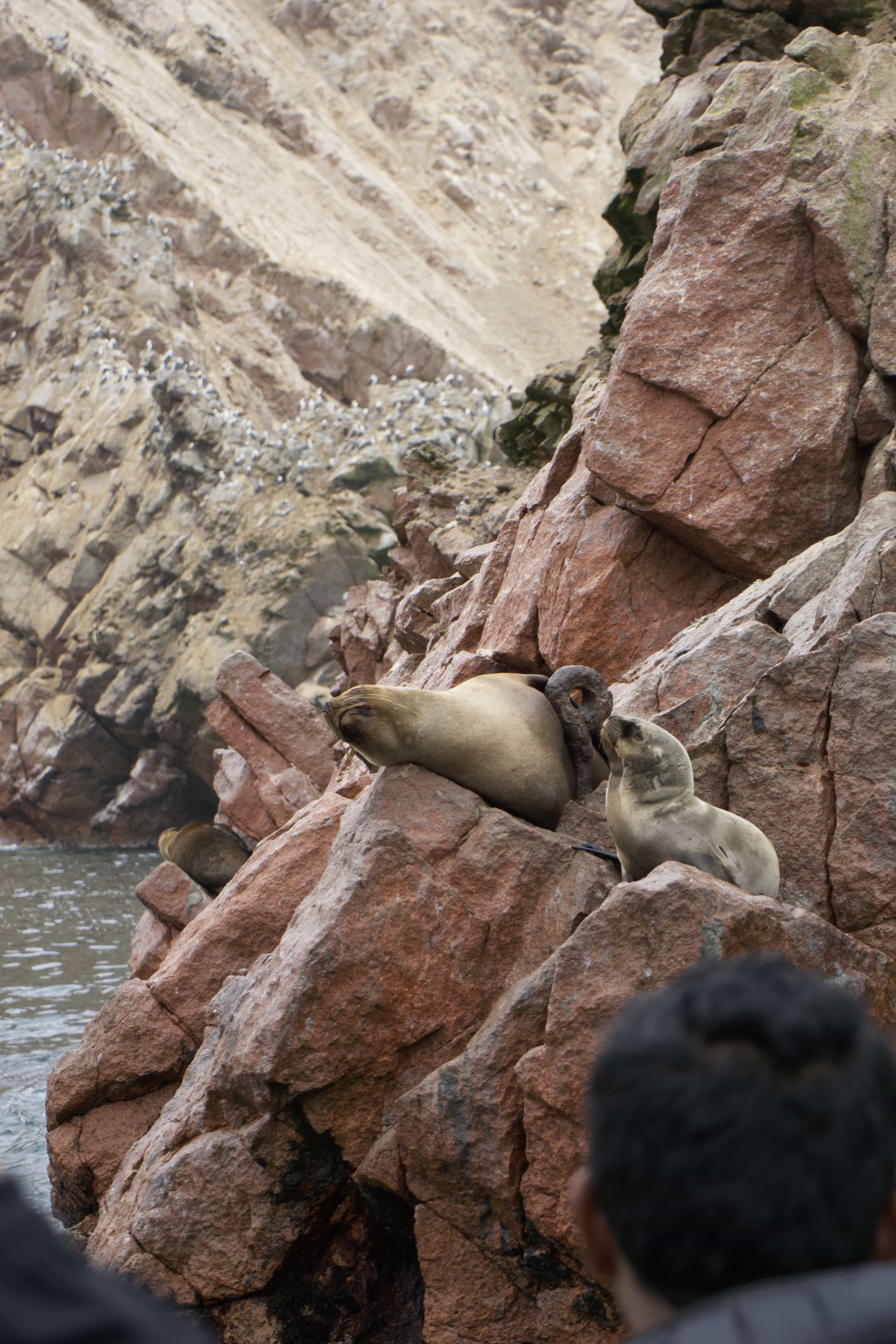 sea lions on rock