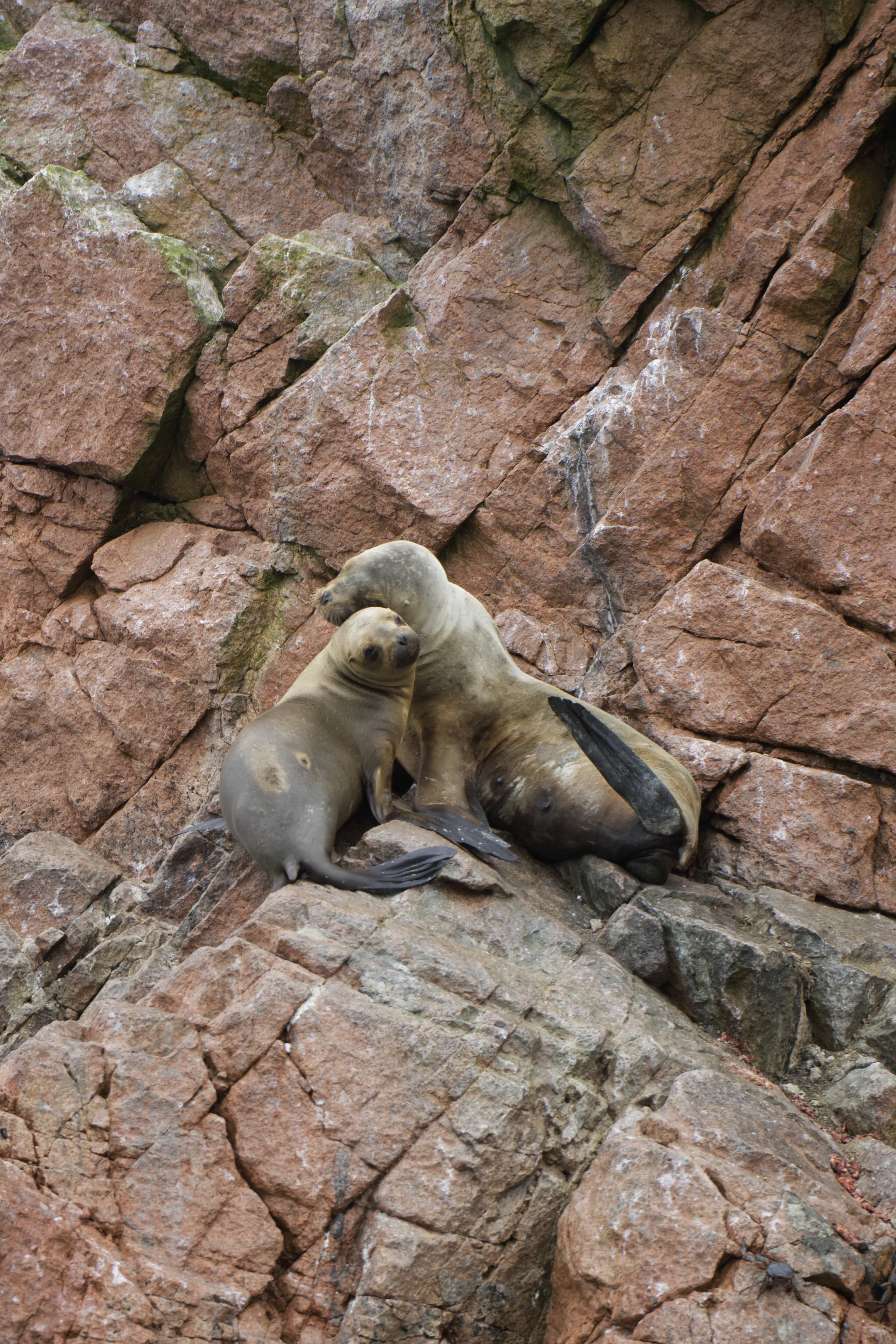 sea lion with pup on rocks